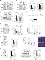 MGMT Antibody