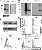 TGM2 Antibody