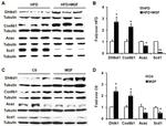 DHTKD1 Antibody