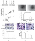 ELK3 Antibody