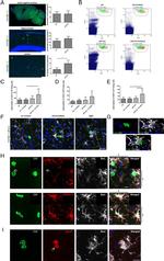 CD3 Antibody in Flow Cytometry (Flow)