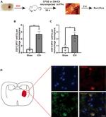 CD4 Antibody in Flow Cytometry (Flow)