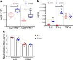 IFN gamma Antibody in Flow Cytometry (Flow)