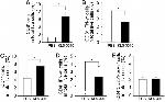 IFN gamma Antibody in Flow Cytometry (Flow)