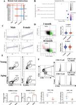 CD11b Antibody in Flow Cytometry (Flow)