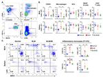 CD4 Antibody in Flow Cytometry (Flow)