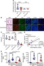 CD4 Antibody in Immunohistochemistry (IHC)