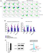 FOXP3 Antibody in Flow Cytometry (Flow)