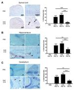 CD4 Antibody in Immunohistochemistry (Frozen) (IHC (F))