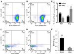 CD25 Antibody in Flow Cytometry (Flow)