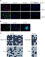 Nanog Antibody in Immunocytochemistry (ICC/IF)