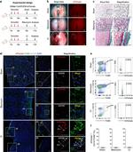 CD11b Antibody in Flow Cytometry (Flow)