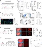 CD11b Antibody in Flow Cytometry (Flow)