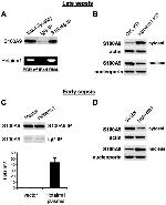 CD11b Antibody in Flow Cytometry (Flow)