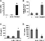 CD11b Antibody in Flow Cytometry (Flow)