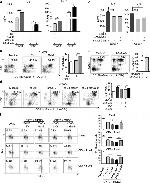 CD11b Antibody in Flow Cytometry (Flow)