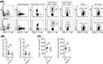 CD19 Antibody in Flow Cytometry (Flow)