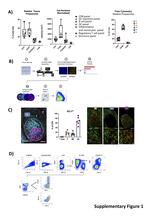 CD185 (CXCR5) Antibody in Flow Cytometry (Flow)