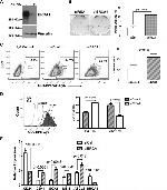 CD44 Antibody in Flow Cytometry (Flow)