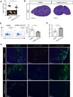 FOXP3 Antibody in Flow Cytometry (Flow)