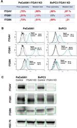 CD29 (Integrin beta 1) Antibody in Flow Cytometry (Flow)