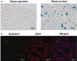 CD31 (PECAM-1) Antibody in Immunohistochemistry (Frozen) (IHC (F))