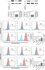 CD31 (PECAM-1) Antibody in Flow Cytometry (Flow)