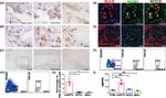 CD31 (PECAM-1) Antibody in Flow Cytometry (Flow)