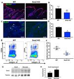 CD34 Antibody in Flow Cytometry (Flow)