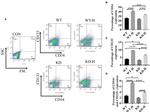 CD34 Antibody in Flow Cytometry (Flow)