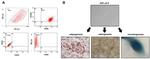 CD34 Antibody in Flow Cytometry (Flow)