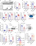 IFN gamma Antibody in Flow Cytometry (Flow)