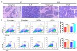 Ki-67 Antibody in Flow Cytometry (Flow)