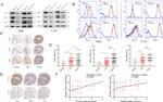 CD47 Antibody in Flow Cytometry (Flow)