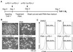 CD68 Antibody in Flow Cytometry (Flow)