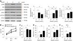 CD69 Antibody in Flow Cytometry (Flow)