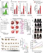 CD69 Antibody in Flow Cytometry (Flow)