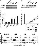 CD71 (Transferrin Receptor) Antibody in Flow Cytometry (Flow)