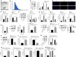 CD206 (MMR) Antibody in Flow Cytometry (Flow)