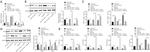 CD206 (MMR) Antibody in Flow Cytometry (Flow)