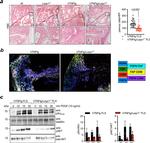 CD90.2 (Thy-1.2) Antibody in Immunohistochemistry (IHC)