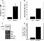 CD117 (c-Kit) Antibody in Flow Cytometry (Flow)