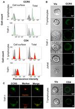 CD4 Antibody in Immunocytochemistry, Flow Cytometry (ICC/IF, Flow)