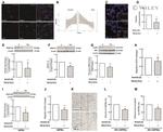 CD140a (PDGFRA) Antibody in Immunocytochemistry (ICC/IF)