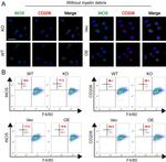 CD206 (MMR) Antibody in Flow Cytometry (Flow)