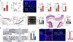 CD206 (MMR) Antibody in Flow Cytometry (Flow)