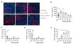 CD209b (SIGN-R1) Antibody in Immunohistochemistry (IHC)