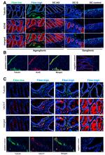 VAChT Antibody in Immunohistochemistry (IHC)