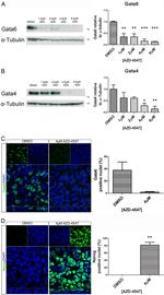 Nanog Antibody in Immunocytochemistry (ICC/IF)