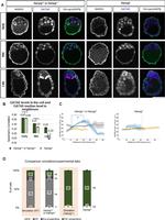 Nanog Antibody in Immunohistochemistry (IHC)